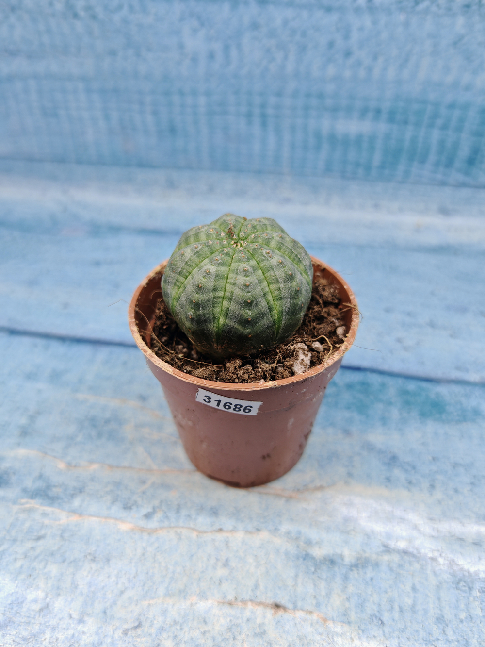 Euphoria Obesa (Эуфорбия)