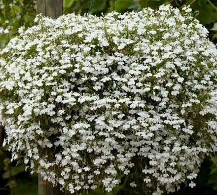 ЕВРО Лобелия Lobelia Cura Basket White укорененный черенок ОКС