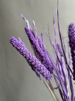 Сетария сиреневая