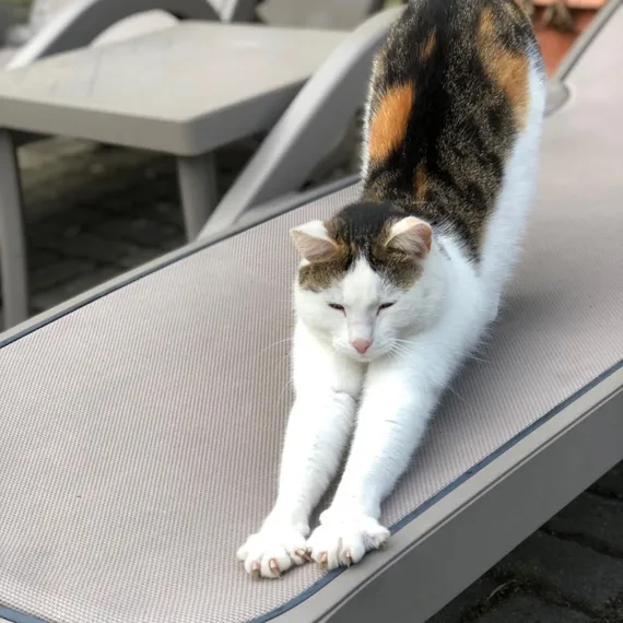 Шезлонг Alfa тортора