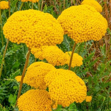 Тысячелистник таволговый Золотые одежды С2