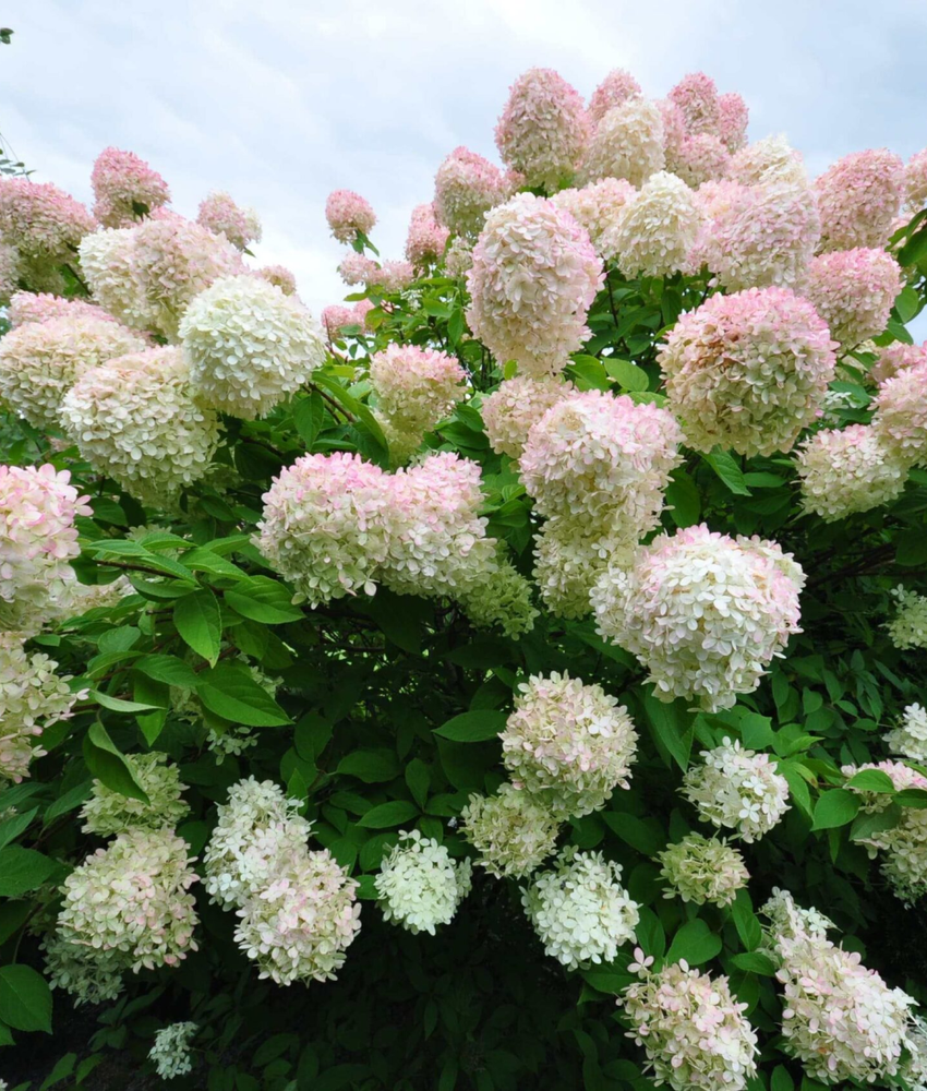 Гортензия метельчатая Грандифлора Р9 Закупка М59 апрель 2026