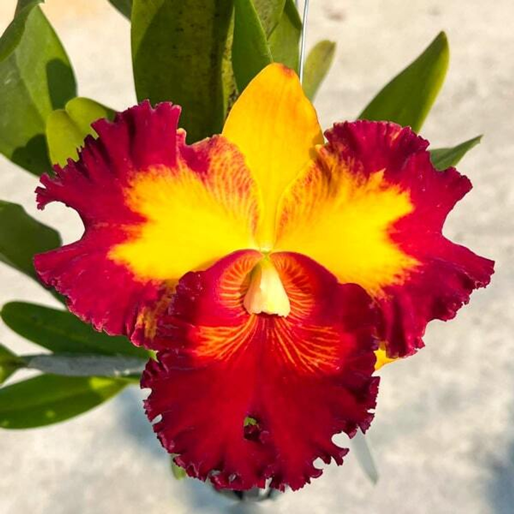 Орхидея ринхолелиокаттлея RLC. GOLF RAINBOW