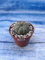Euphorbia Obesa (Эуфорбия)