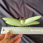 Сансевиерия BONCEL PLATINUM