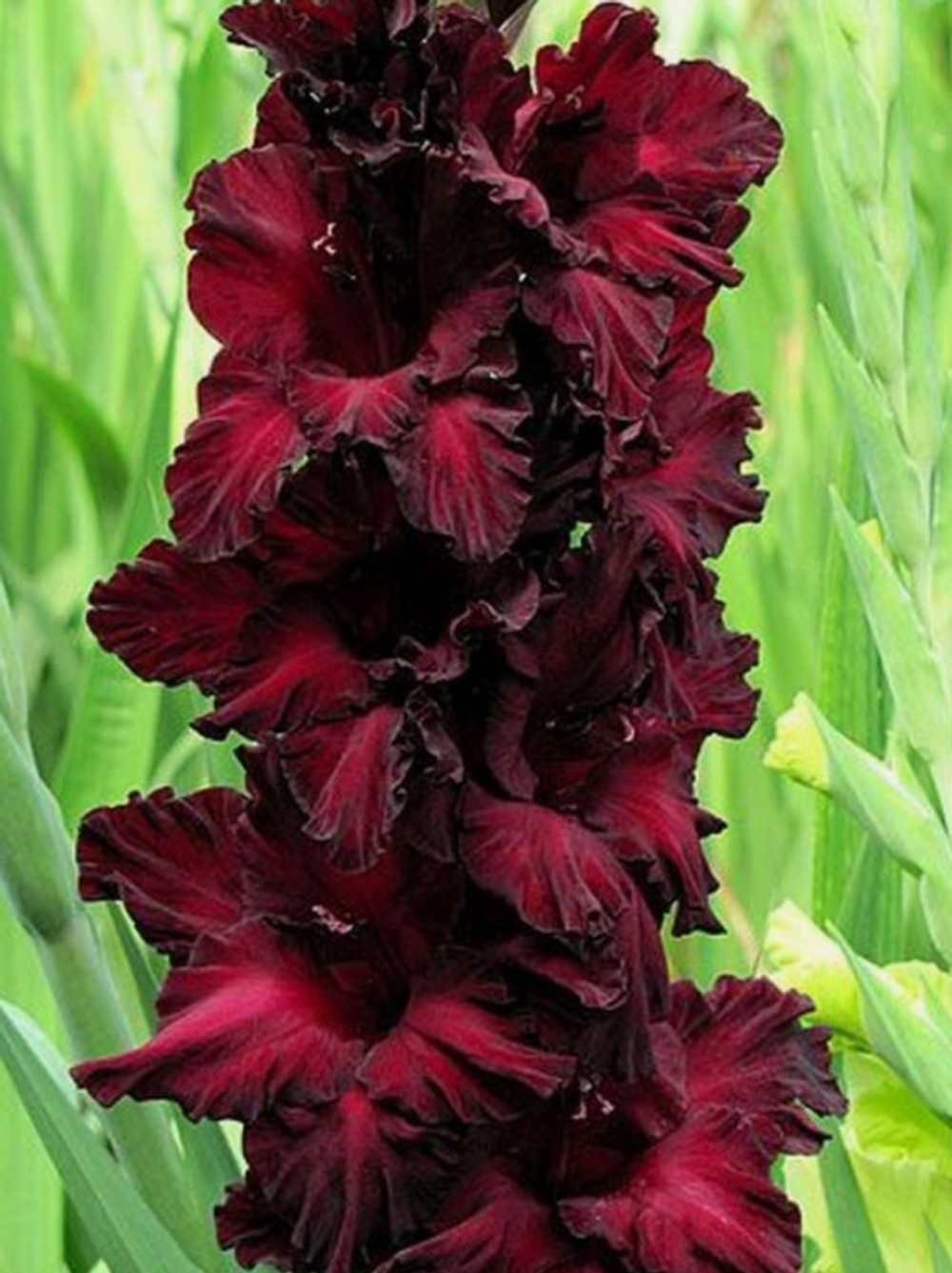 Гладиолус крупноцветковый Блек Стар луковица март 2026