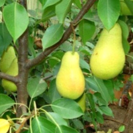 Груша колоновидная Г-1 (зимняя Медовая) (2 летка) ОКС