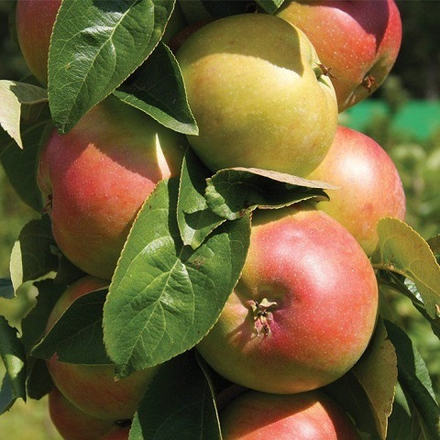 Яблоня зимняя Зеленый Шум