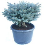 Ель колючая (голубая) Глаука Глобоза С2 20-25