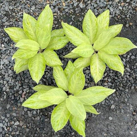 Аглаонема NEW HYBRID N13