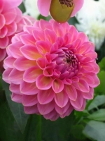 Георгин помпонный Пинк Поп