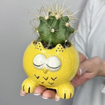 Кактус в кашпо Совунья