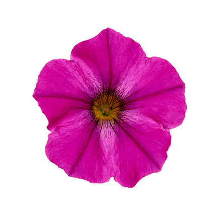 Петуния BEAUTICAL PINK DIVA
