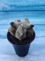 Astrophytum Myriostigma monstrosa (Астрофитум)