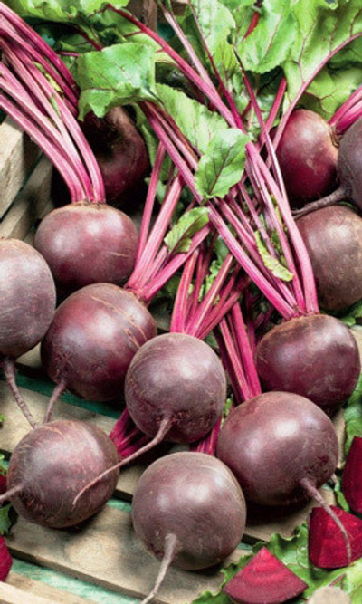 Креолка семена свеклы (ПОИСК)