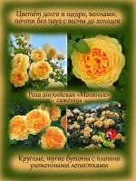 Роза Молинью английская жёлтая