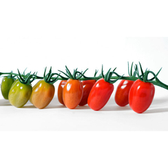 Анжела F1 семена томата индетерминантного (Syngenta / Сингента)