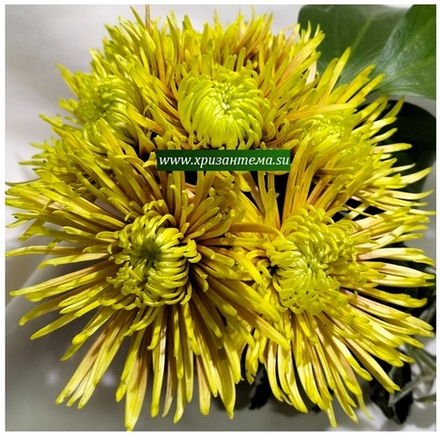 Хризантема одноголовая Сафина /о.86 /поставка весна 2026г/