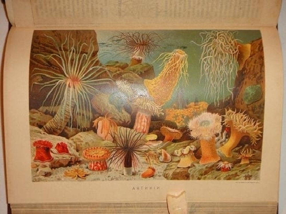 "Иллюстрированное издание " Жизнь животных " А.Э.Брэма в десяти томах". Альфред Эдмунд Брэм. 1896г.