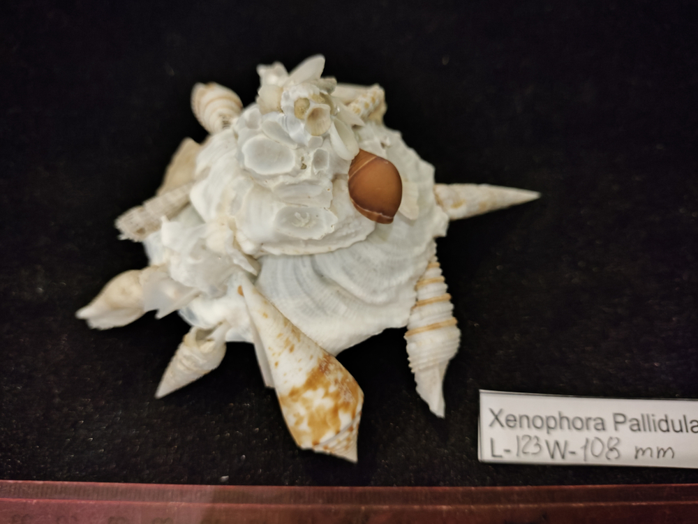 Ксенофора Паллидула " 93мм-110мм"