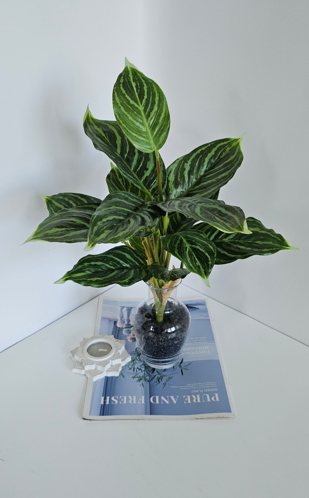 Аглаонема / Арт 6214