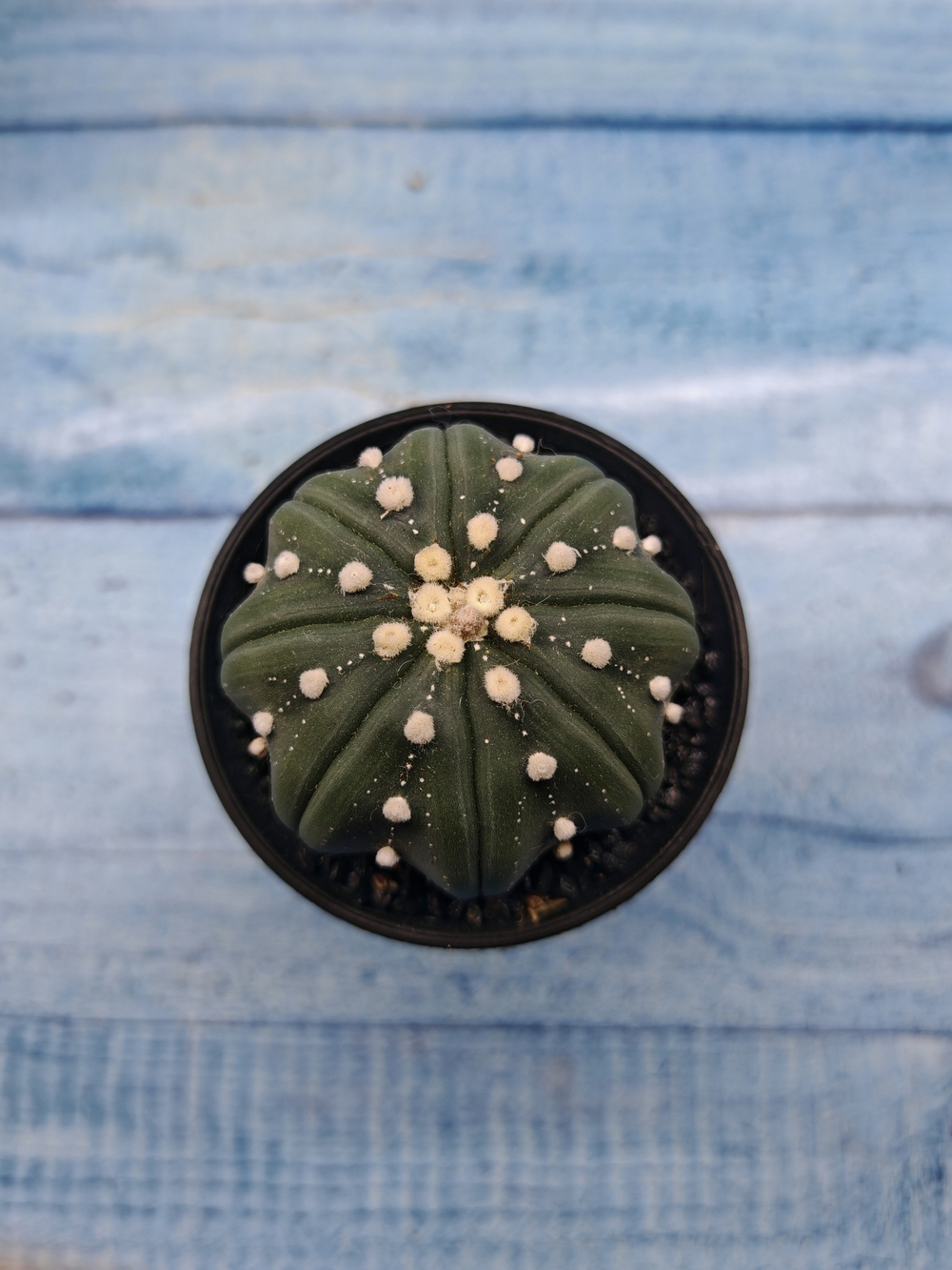 Astrophytum Asterias (Астрофитум)