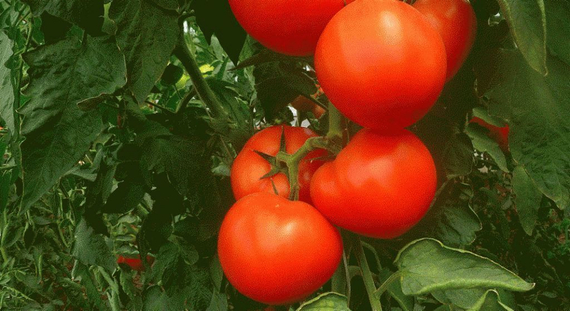 МАРТЭЗ F1 семена томата Seminis отзывы – фото 3