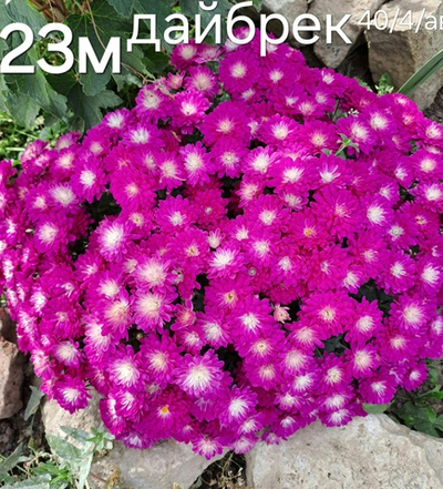 САЖЕНЦЫ ХРИЗАНТЕМЫ МУЛЬТИФЛОРА ДАЙБРЕК №23