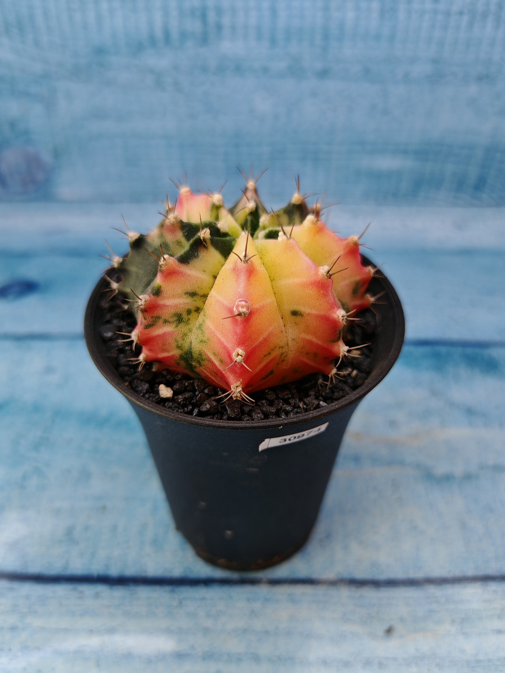 Gymnocalycium Variegata (Гимнокалициум Вариегатный)