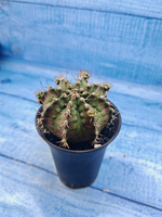 Gymnocalycium T-Rex Pink hybrid (Гимнокалициум T-rex)
