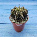 Gymnocalycium Friedrichii (Гимнокалициум)