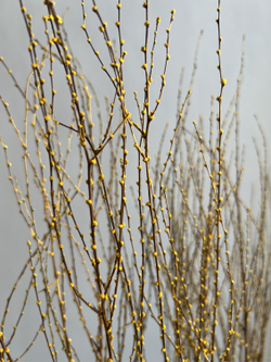 Вереск желтый