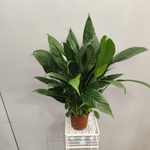 Спатифиллум Корто