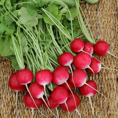 Белокрайка семена редиса (Гавриш)