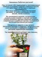 Флокс Яблоневый цвет шиловидный Эпл Блоссом