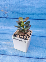 Crassula Ovata Minor (Крассула)