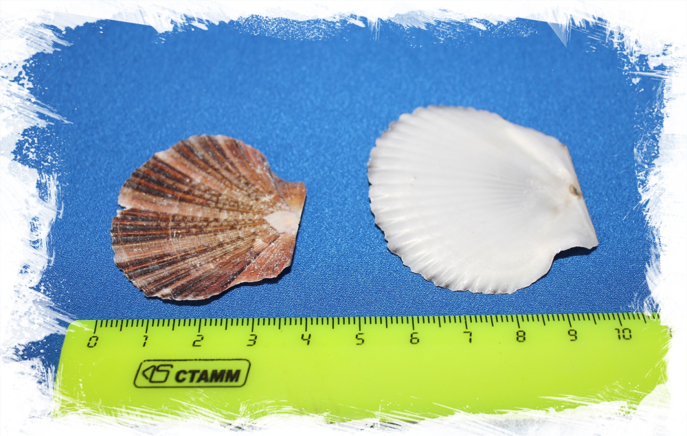 Пектен Пуксидатус, 4-5см, 1шт