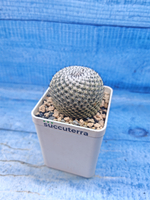 Mammillaria Microthele Superfina (Маммилярия)