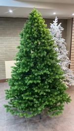 королева леса ПРо версия - двухцветная хвоя