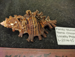 Цикореус Палмароса "85-120мм"