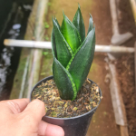 Сансевиерия LOOP PRIDE