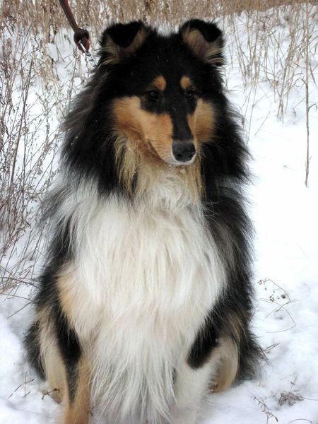 Колли длинношерстный Колли длинношерстный