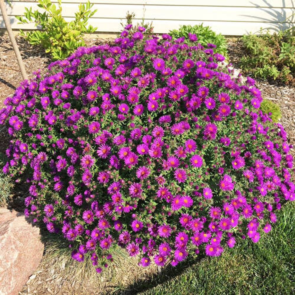 Астра новоанглийская Пёпл Дом С2