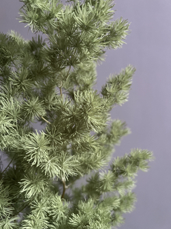 Аспарагус стабилизированный салатовый