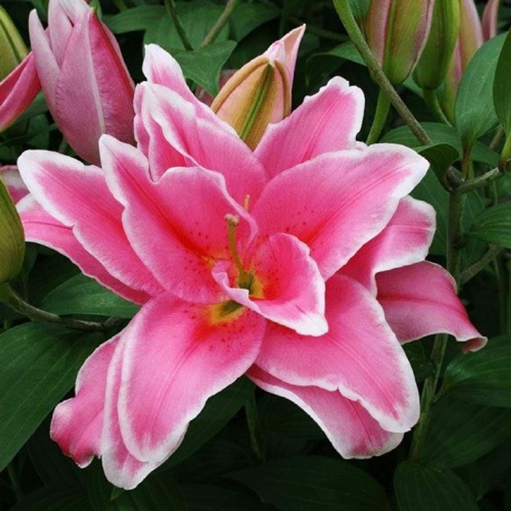Лилия Roselily Celina