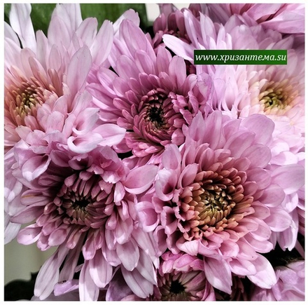 Хризантема мультифлора №013 /поставка весна 2026г/