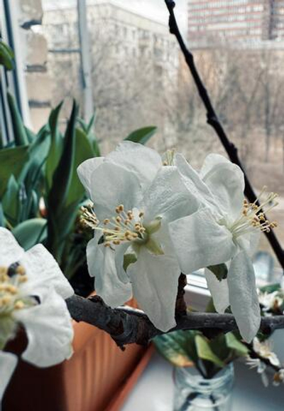 Ветки яблони