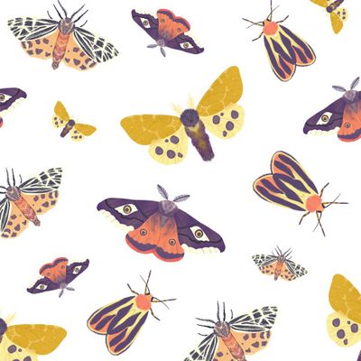 Мотыльки на белом фоне