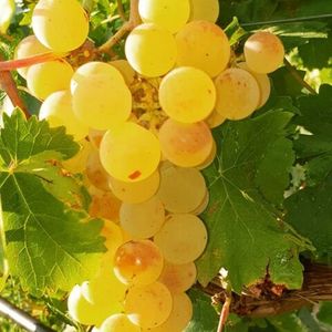 Грилло (ит. Grillo) - белый сорт винограда