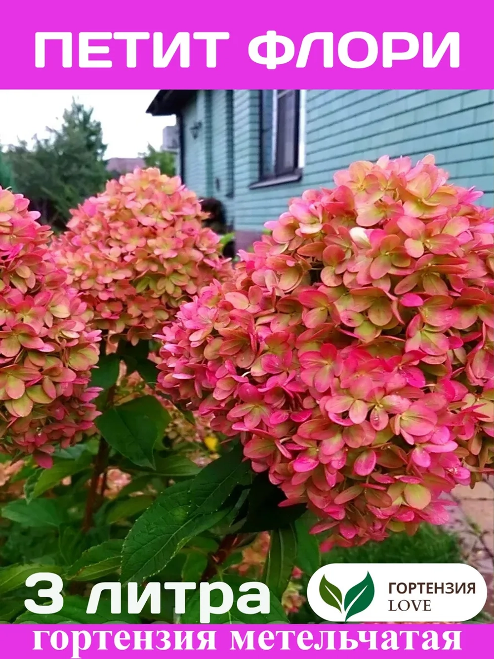 Петит Флори гортензия метельчатая